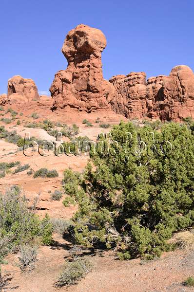 508289 - Genévrier de l'Utah (Juniperus osteosperma), parc national des Arches, Utah, États-Unis