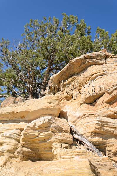 508258 - Genévrier de l'Utah (Juniperus osteosperma), Utah, États-Unis