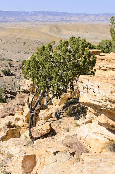 508260 - Genévrier de l'Utah (Juniperus osteosperma), Utah, États-Unis