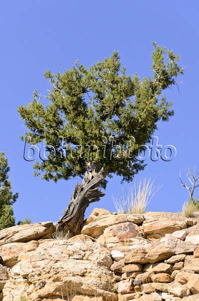 508261 - Genévrier de l'Utah (Juniperus osteosperma), Utah, États-Unis