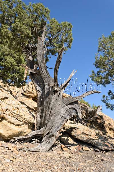 508262 - Genévrier de l'Utah (Juniperus osteosperma), Utah, États-Unis