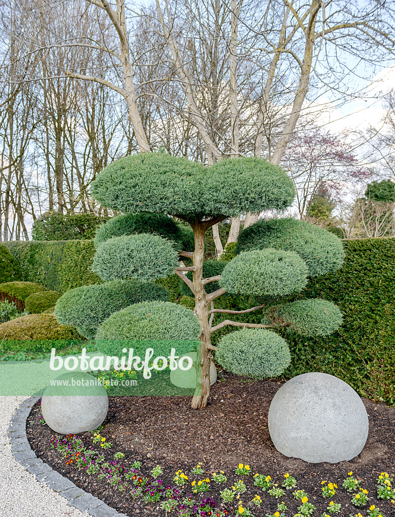 558127 - Genévrier de Virginie (Juniperus virginiana 'Hetz')