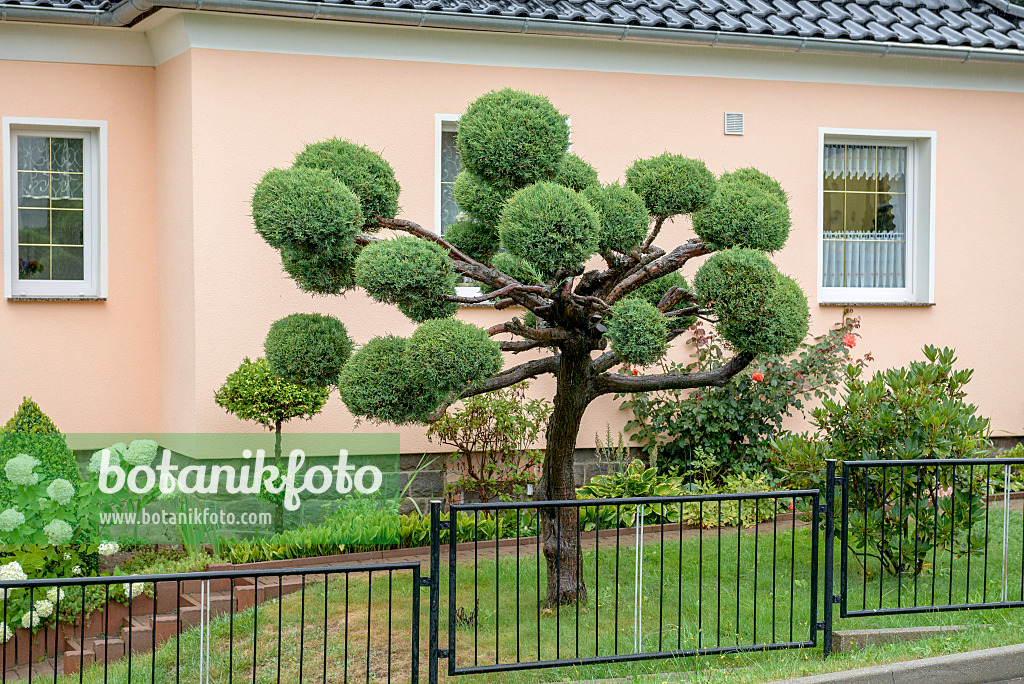 575130 - Genévrier de Virginie (Juniperus virginiana 'Hetz')