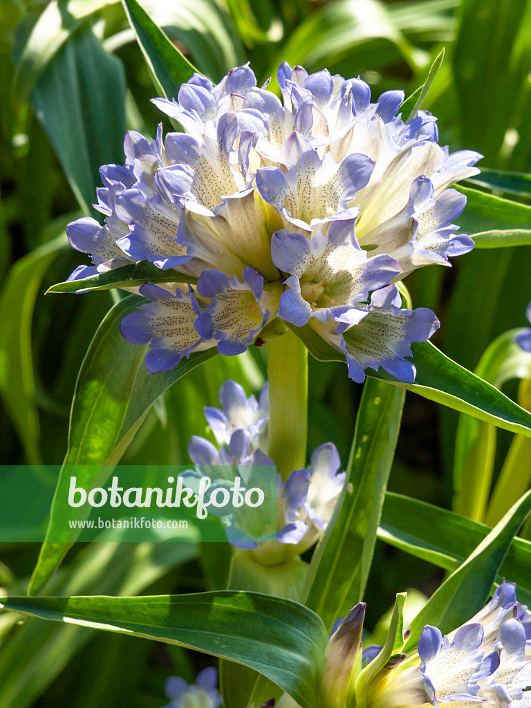 439251 - Gentian (Gentiana dendrologi)