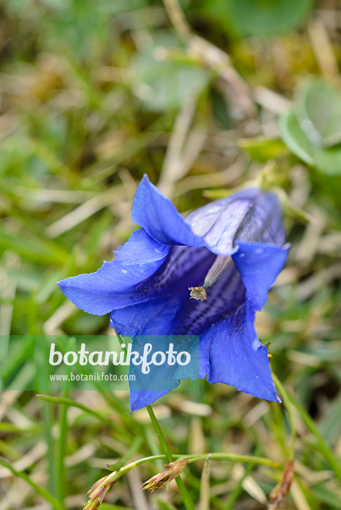 497040 - Gentiane de Clusius (Gentiana clusii)