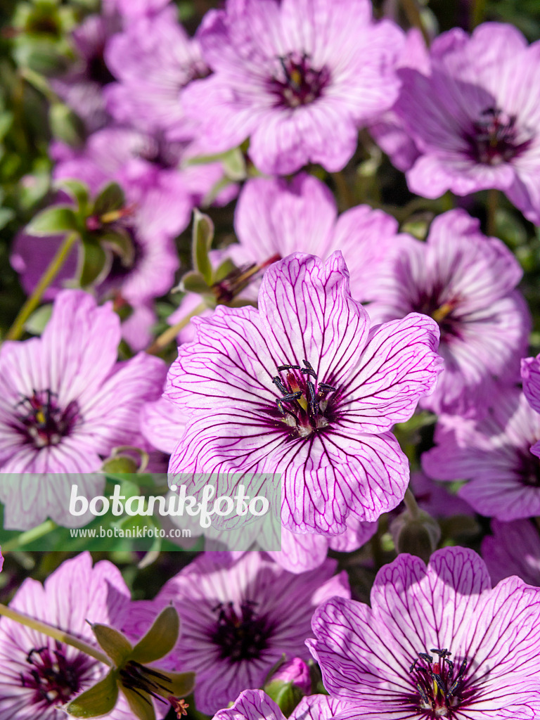 460128 - Géranium cendré (Geranium cinereum 'Ballerina')