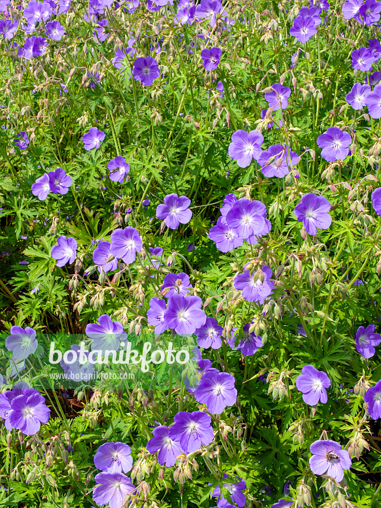 426110 - Géranium de l'Himalaya (Geranium himalayense 'Irish Blue')