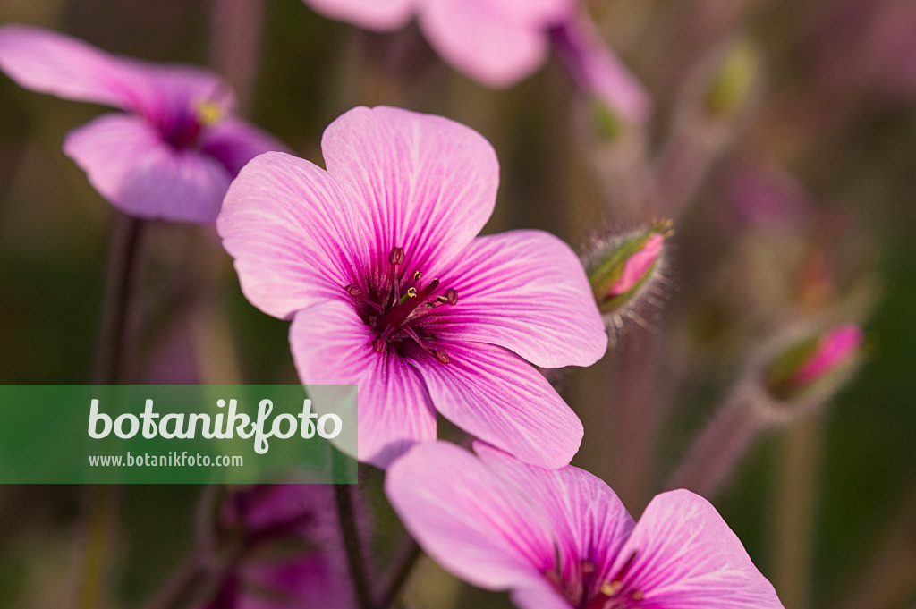 518108 - Géranium de Madère (Geranium maderense)