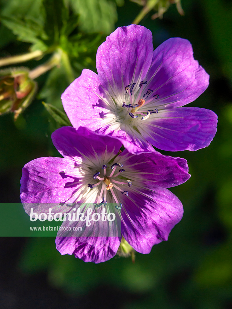 425098 - Géranium des bois (Geranium sylvaticum)