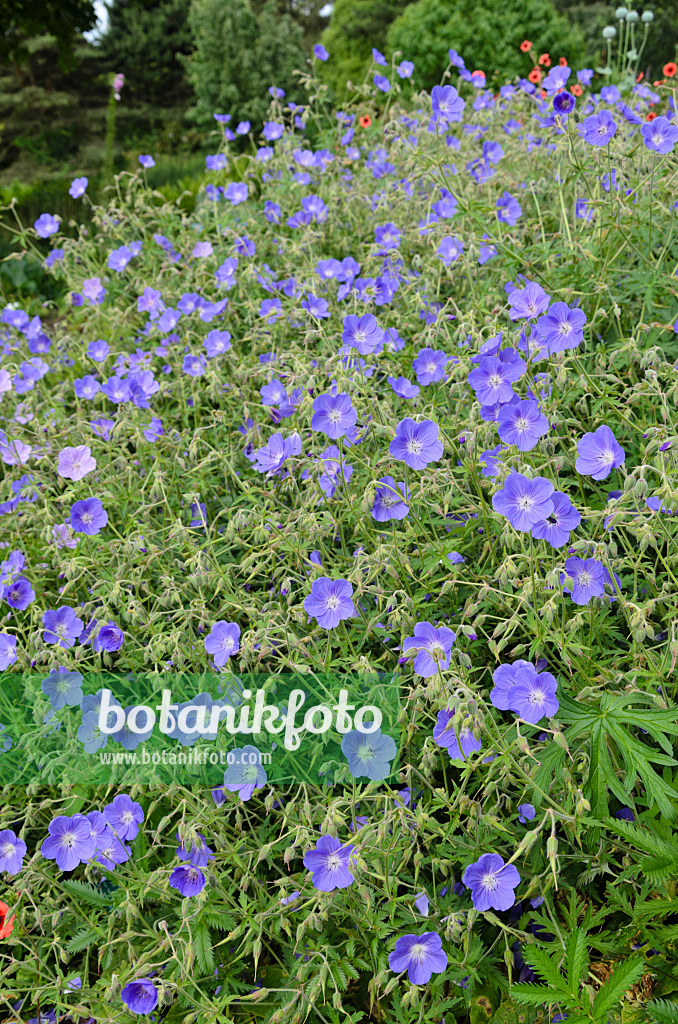 521427 - Géranium des prés (Geranium pratense)