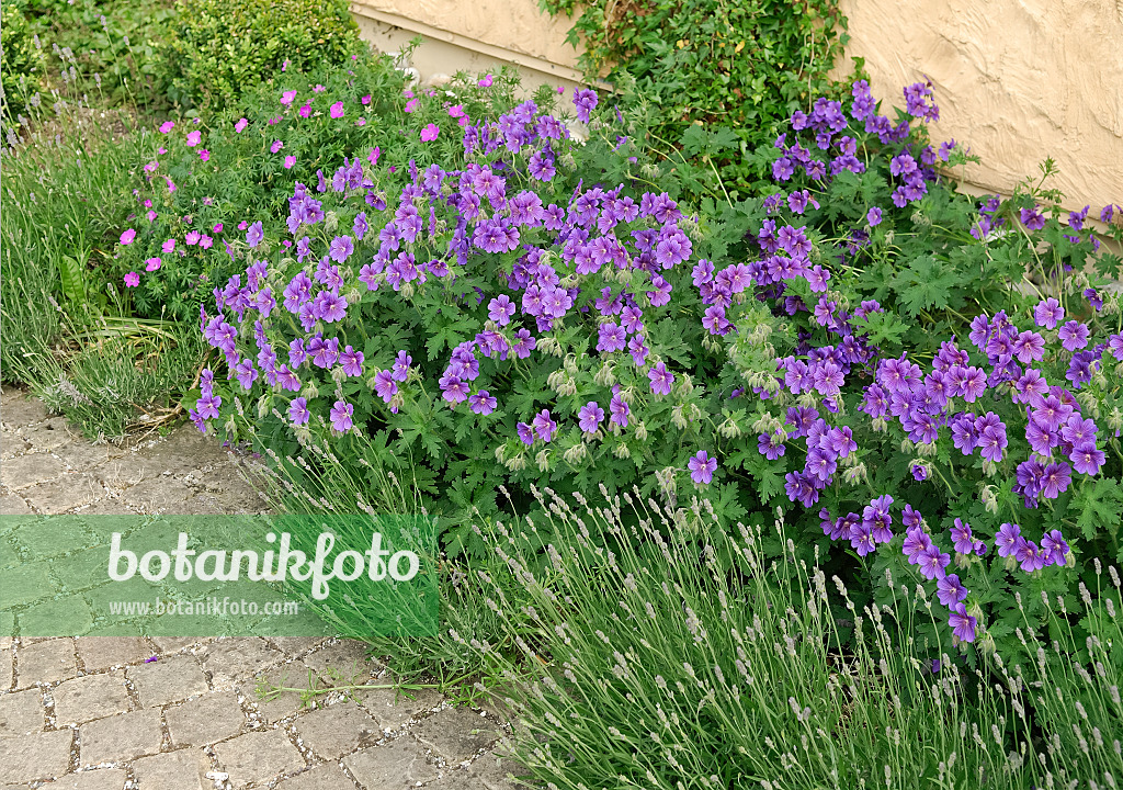 471387 - Géranium des prés (Geranium pratense 'Johnsons Blue')