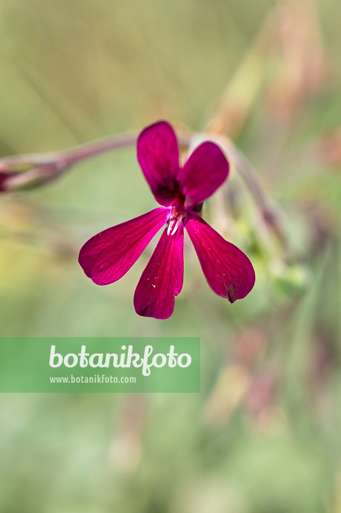 511112 - Géranium du Cap (Pelargonium sidoides)