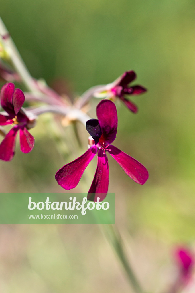 511113 - Géranium du Cap (Pelargonium sidoides)