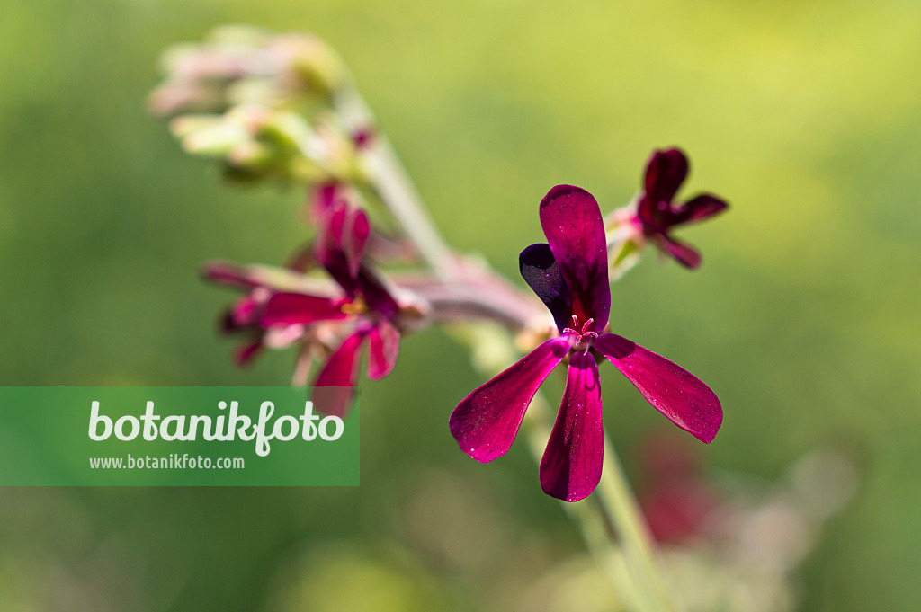 511114 - Géranium du Cap (Pelargonium sidoides)