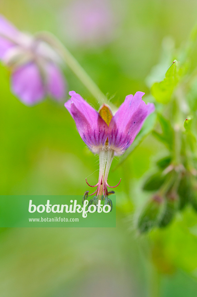 484120 - Géranium livide (Geranium phaeum)