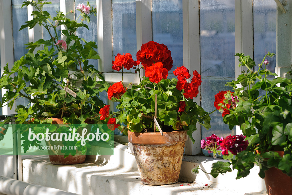 496171 - Géraniums (Pelargonium) dans des pots de terre