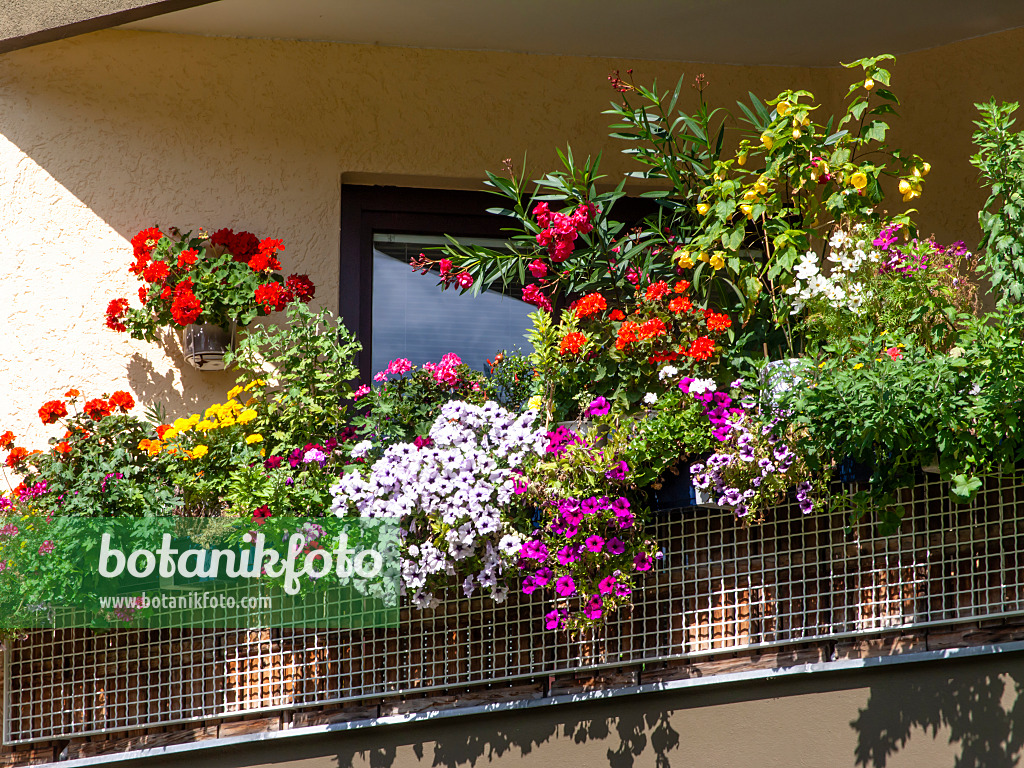 463139 - Géraniums (Pelargonium), pétunias (Petunia), laurier rose (Nerium oleander) et abutilons (Abutilon)