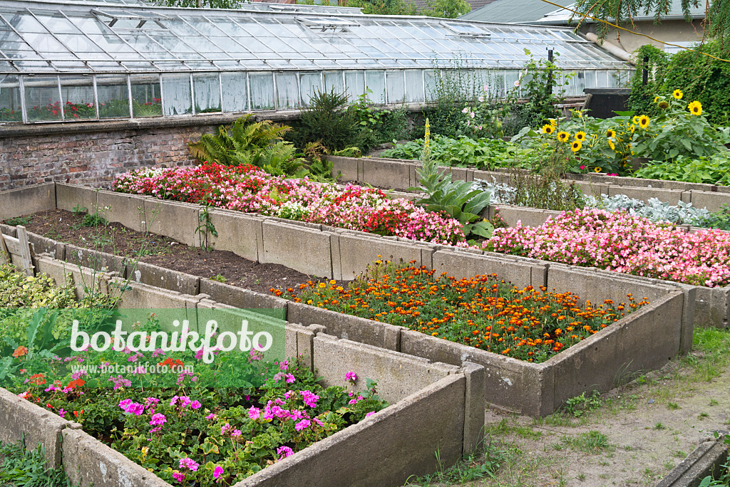 535244 - Géraniums (Pelargonium), tagètes (Tagetes), bégonias (Begonia) et hélianthes (Helianthus) dans des châssis de jardin