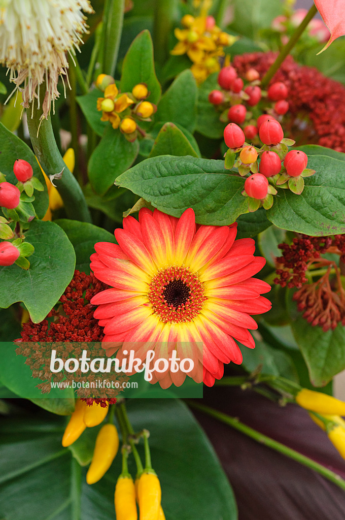 477072 - Gerbera, decorative pepper (Capsicum) and St. John's wort (Hypericum)