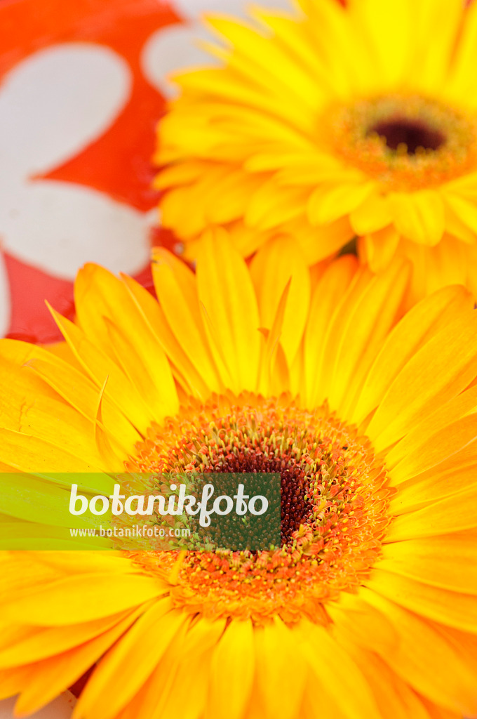 484097 - Gerbera flowers in a bowl