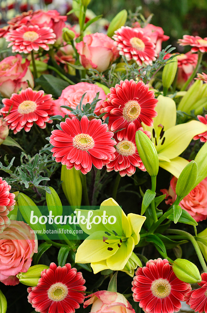 477063 - Gerbera and lily (Lilium)