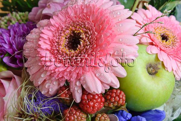 475298 - Gerbera, orchard apple (Malus x domestica) and blackberry (Rubus fruticosus)