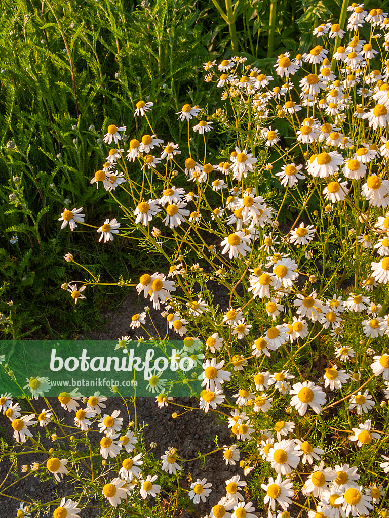 401282 - German chanomile (Matricaria recutita syn. Matricaria chamomilla)