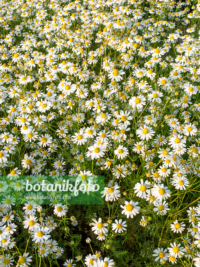 448114 - German chanomile (Matricaria recutita syn. Matricaria chamomilla)