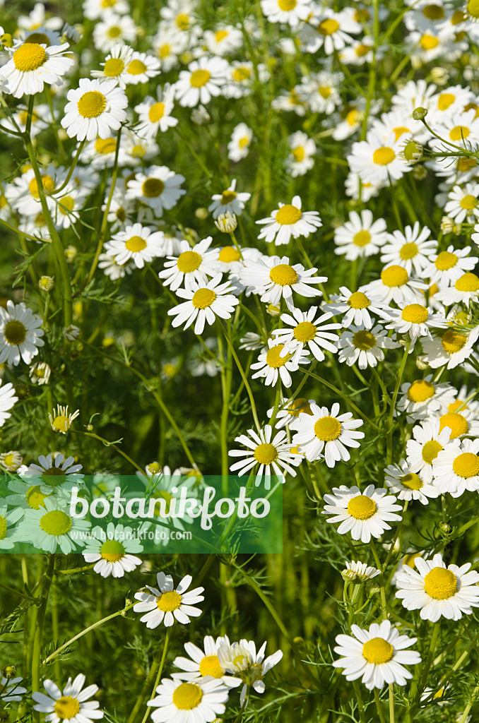 496194 - German chanomile (Matricaria recutita syn. Matricaria chamomilla)