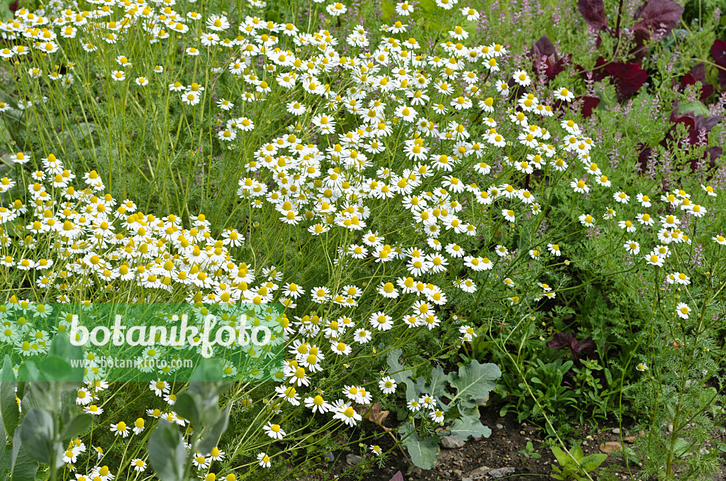 496403 - German chanomile (Matricaria recutita syn. Matricaria chamomilla)