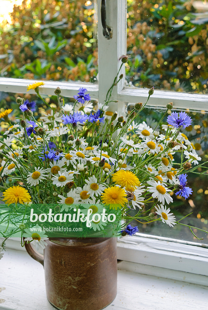 500211 - German chanomile (Matricaria recutita syn. Matricaria chamomilla), common dandelion (Taraxacum officinale) and cornflower (Centaurea cyanus)