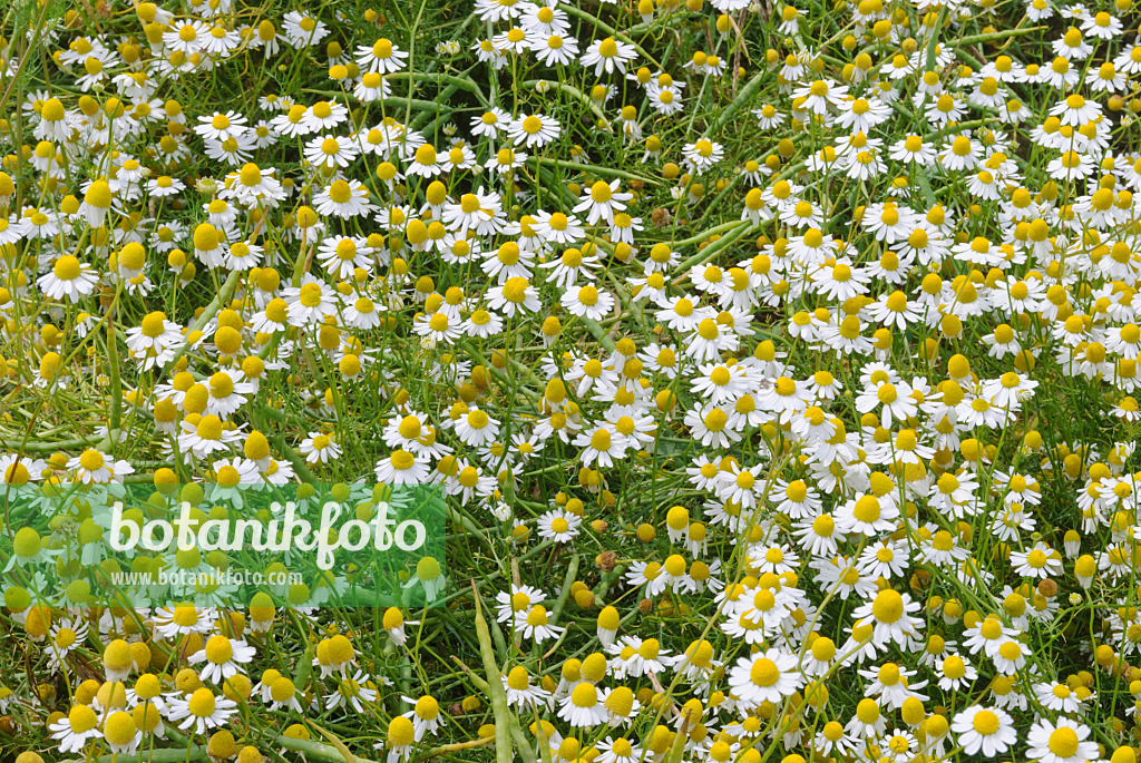 518007 - German chanomile (Matricaria recutita syn. Matricaria chamomilla)