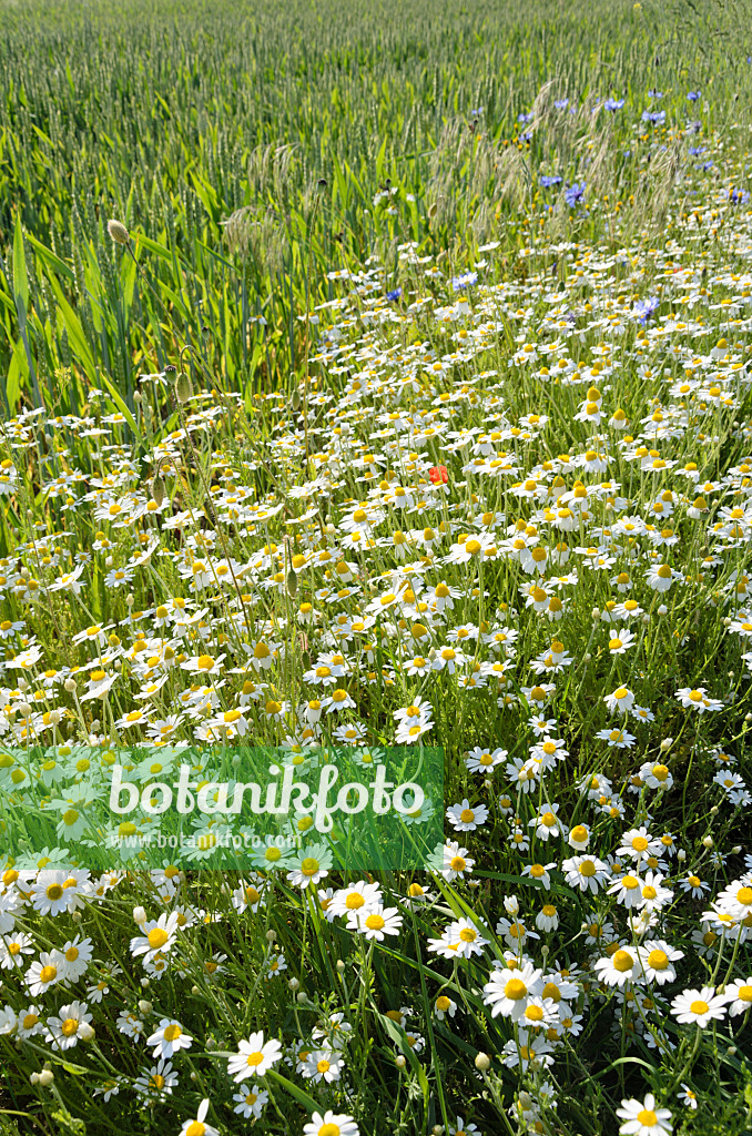 521023 - German chanomile (Matricaria recutita syn. Matricaria chamomilla)