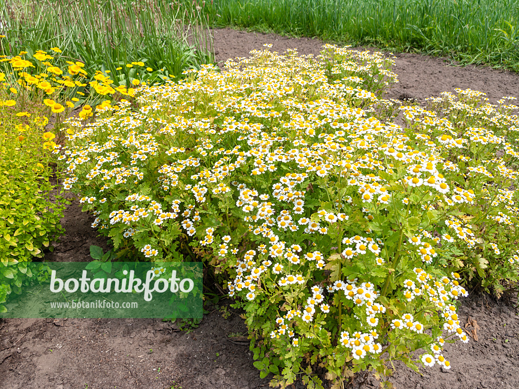 523253 - German chanomile (Matricaria recutita syn. Matricaria chamomilla)