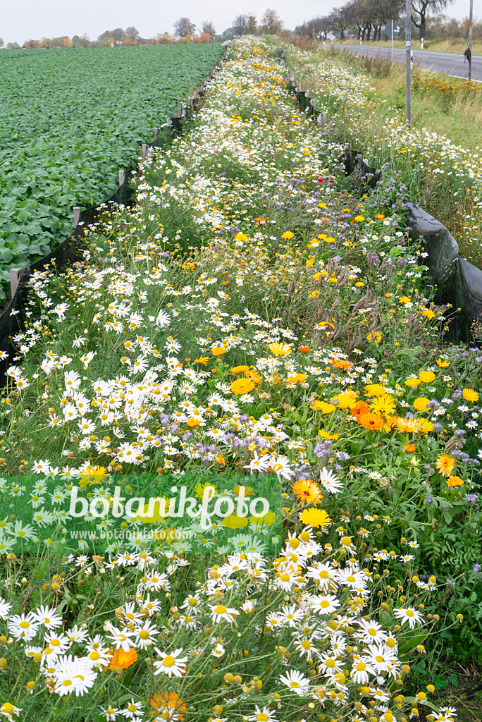 625095 - German chanomile (Matricaria recutita syn. Matricaria chamomilla), pot marigold (Calendula officinalis) and Phacelia