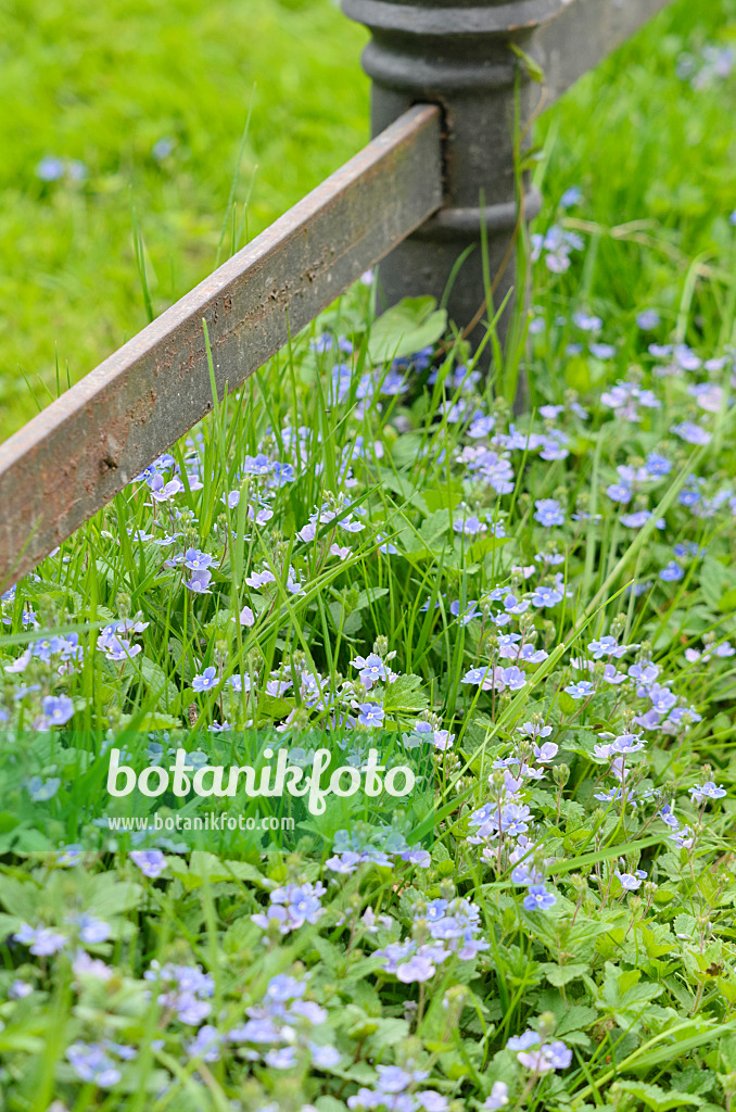 544134 - Germander speedwell (Veronica chamaedrys)