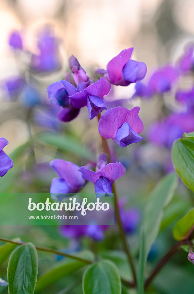 507044 - Gesse de printemps (Lathyrus vernus)