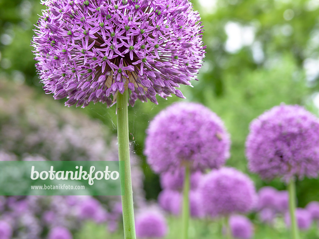 437404 - Giant allium (Allium Gladiator)