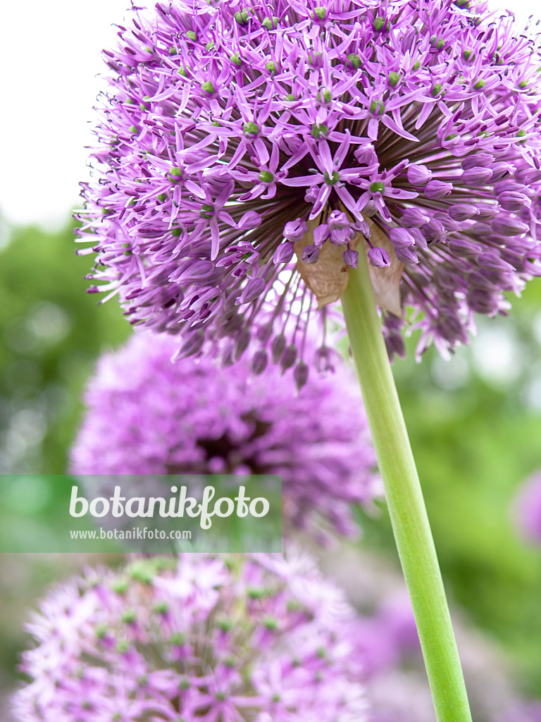 437405 - Giant allium (Allium Gladiator)