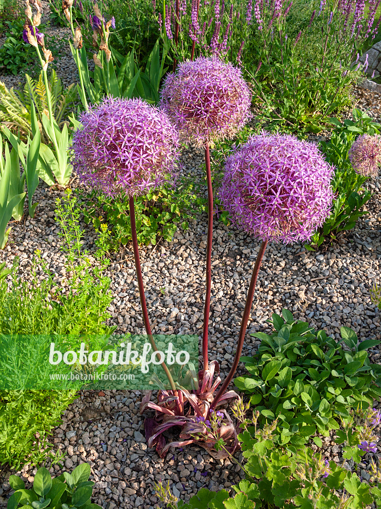 402028 - Giant allium (Allium Globemaster)