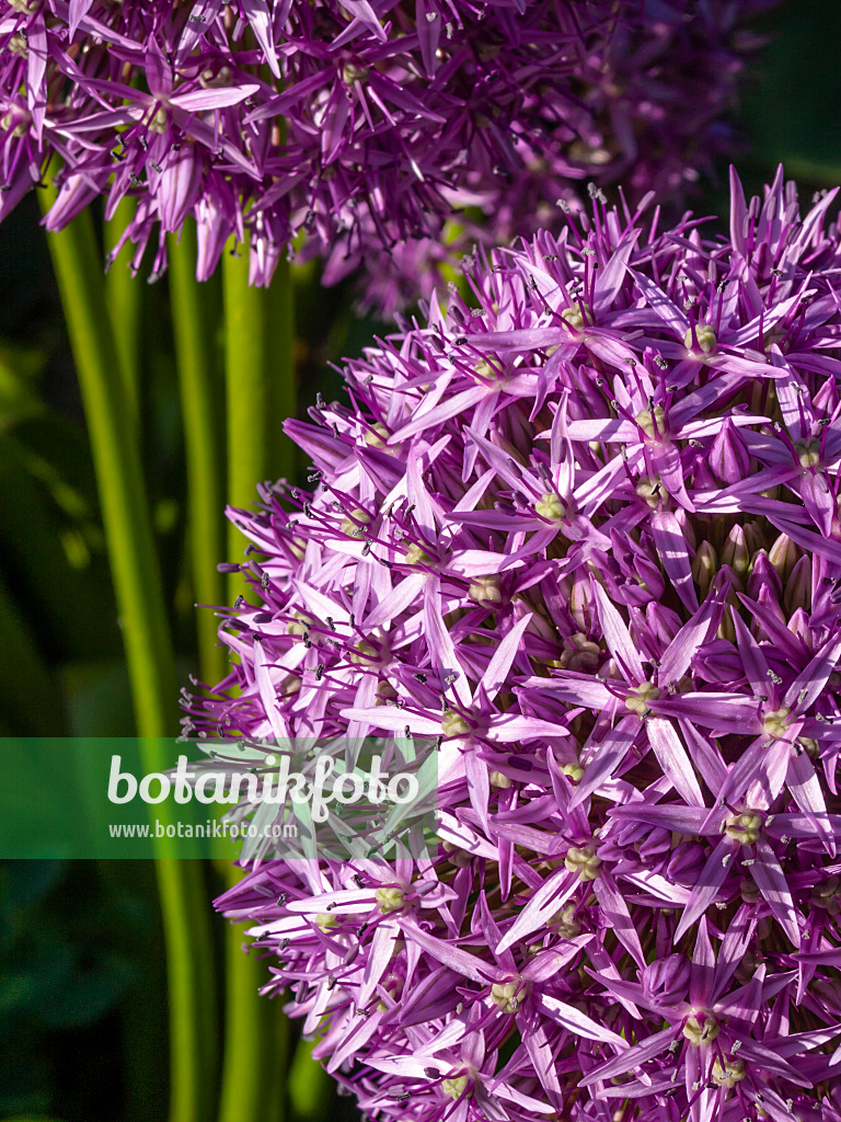 413060 - Giant allium (Allium Globemaster)