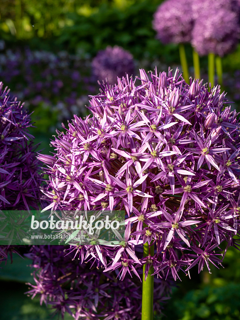 438185 - Giant allium (Allium Globemaster)