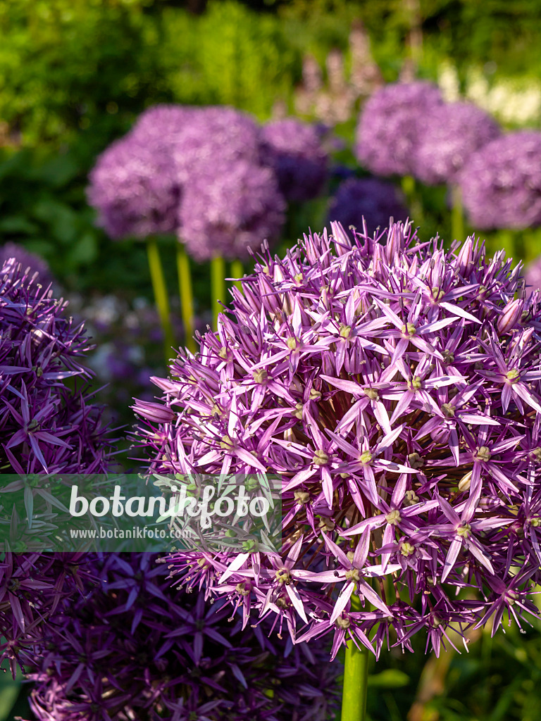 438186 - Giant allium (Allium Globemaster)