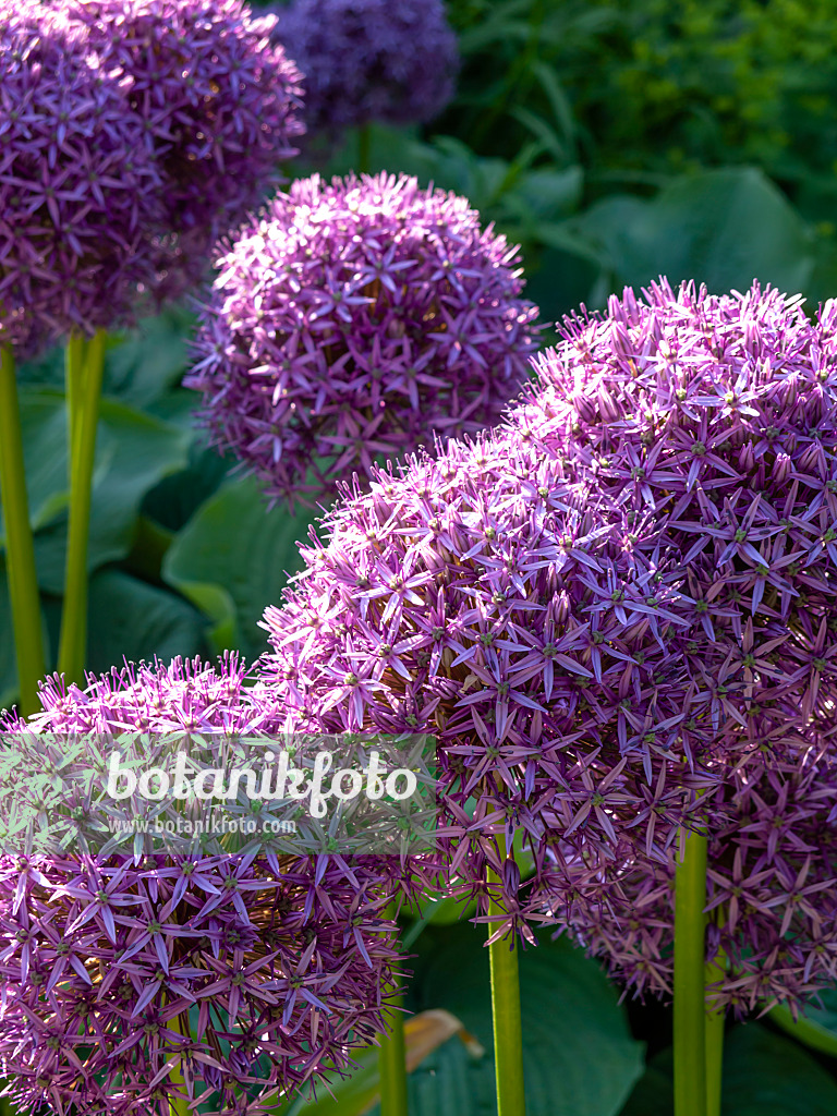 438187 - Giant allium (Allium Globemaster)