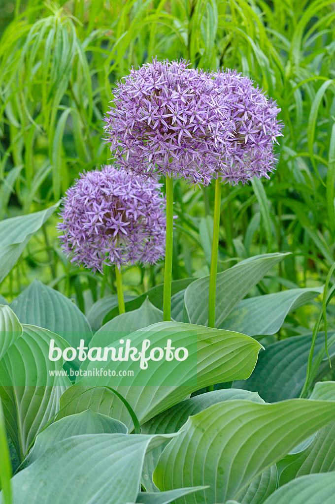 472337 - Giant allium (Allium Globemaster)