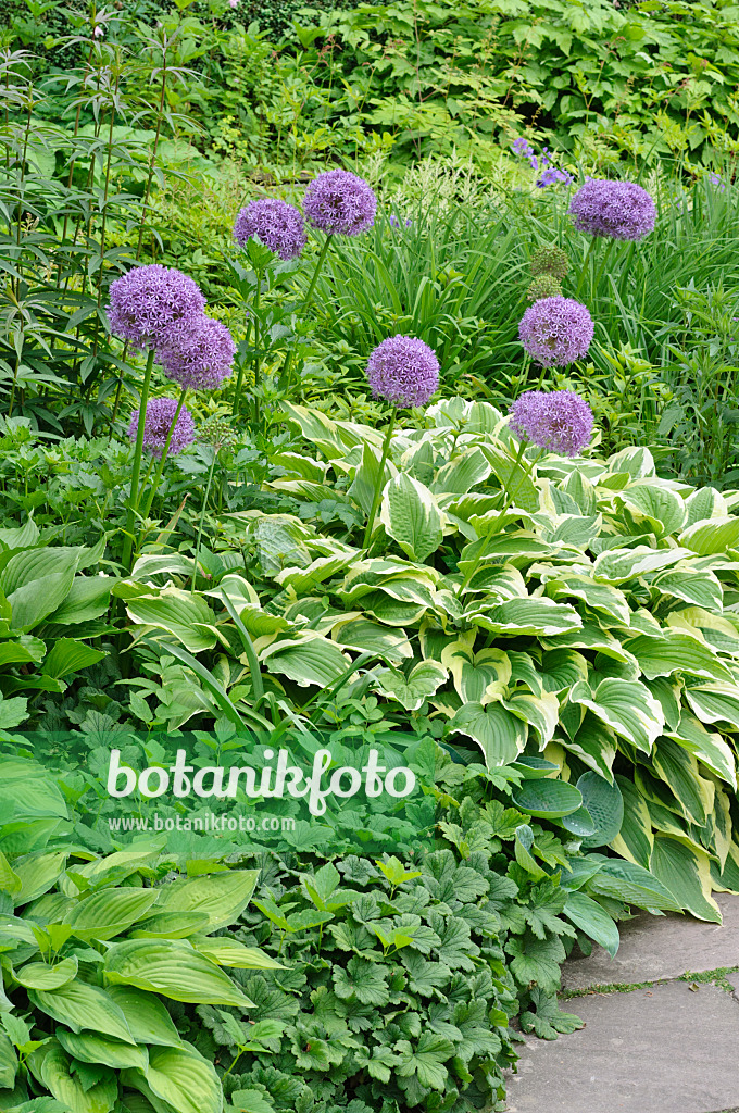 472438 - Giant allium (Allium Globemaster) and plantain lily (Hosta)