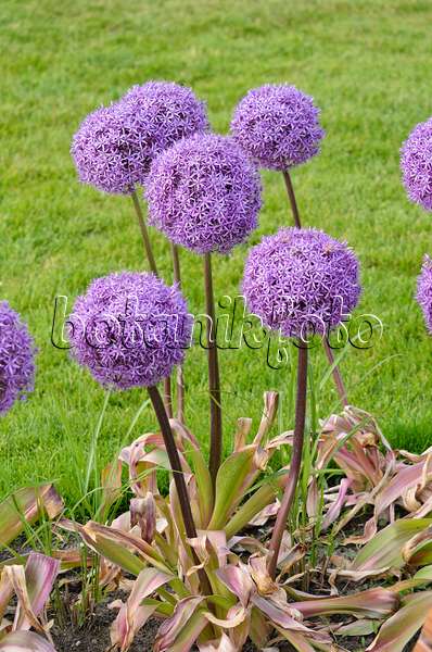 545089 - Giant allium (Allium Round and Purple)