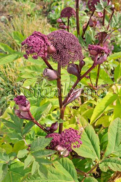 487043 - Giant angelica (Angelica gigas)