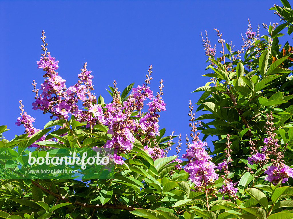 455047 - Giant crape myrtle (Lagerstroemia speciosa)