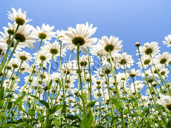 427168 - Giant daisy (Leucanthemum maximum)